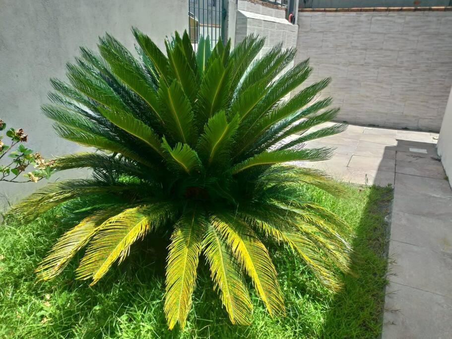 Casa Agradavel Em Camboriu Com Estacionamento No Patio Villa Eksteriør billede